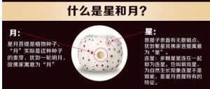 星月菩提月亮形态的原因-文玩鉴赏网
