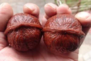 一种珍贵的文玩收藏品：云南铁核桃