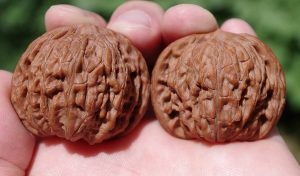 静心积淀的盘玩南疆石狮子头核桃过程-文玩鉴赏网