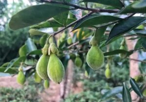沉香果、沉香叶的功效与作用-文玩鉴赏网