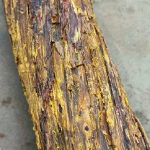 一代女皇武则天独享降真香的秘史-文玩鉴赏网