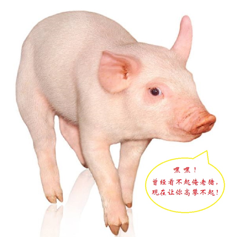 猪肉价格上涨让养猪场2万月薪招聘养猪能手-文玩鉴赏网