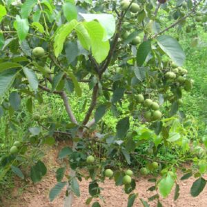核桃树苗几年结果?文玩核桃多少钱一颗?-文玩鉴赏网