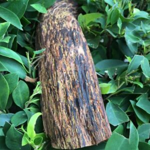 香山九老香山居士燃降香品茗茶