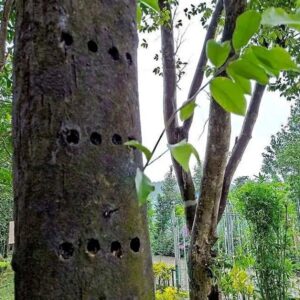 沉香茶、沉香叶茶的功效与作用-文玩鉴赏网