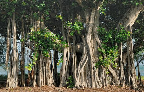 ce609ab98a421e9.jpg插图(1)