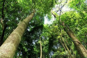 收藏使用金丝楠木家具的优缺点有哪些？-文玩鉴赏网