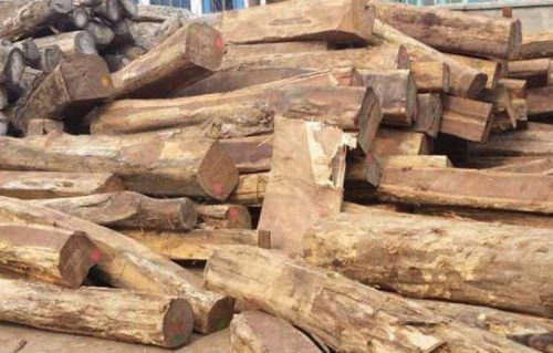 中国古代四大名木之一降香黄檀黄花梨的风采