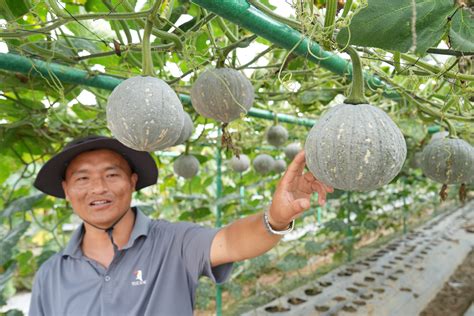 吃瓜效果展示